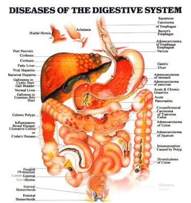 digestive system diagram for kids. the digestive system diagram