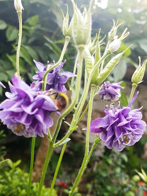 Purple flowers in the garden