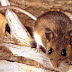 Beware of stirring up dust where deer mice may have been; could contain a rare but deadly virus; spray interiors with bleach solution