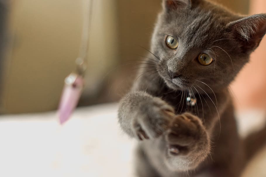 Yaşlı Bir Kedi ile Nasıl Oyun Oynanır?