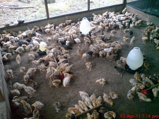 TERNAKAN AYAM KAMPUNG DAN KINI IKAN TILAPIA: Umur Ayam