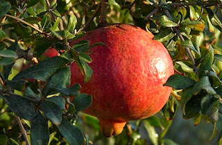 Natural foods that can aid in Weight loss Pomegranates