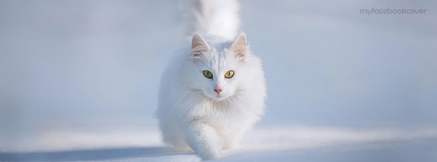 White cat fb cover in winter Facebook Display Pictures