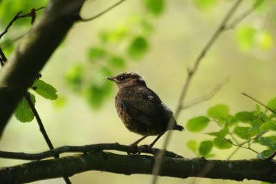 Bûnte Lyster - Zanglijster - Turdus philomelos