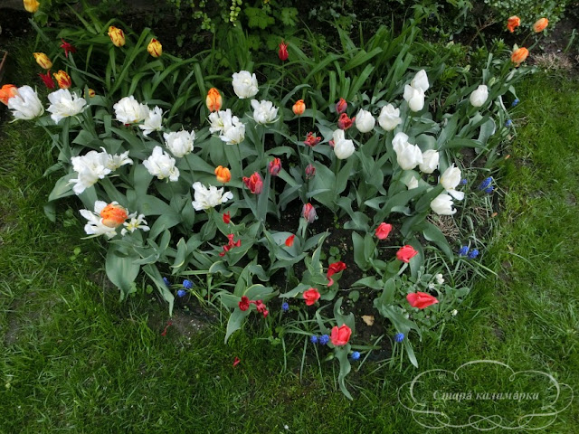 тюльпаны, сад, цветник, тюльпаны в саду, сорта тюльпанов, фото тюльпанов