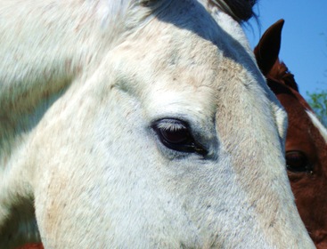 horses 030
