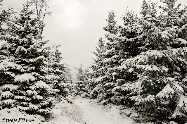 Świeży śnieg w lesie na terenie Gór Sowich