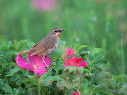 gambar burung kecil, foto burung, wallpaper burung