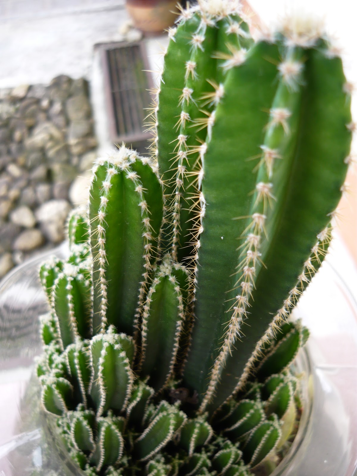 My Own Cactus & Succulent | kinds of ornamental plants
