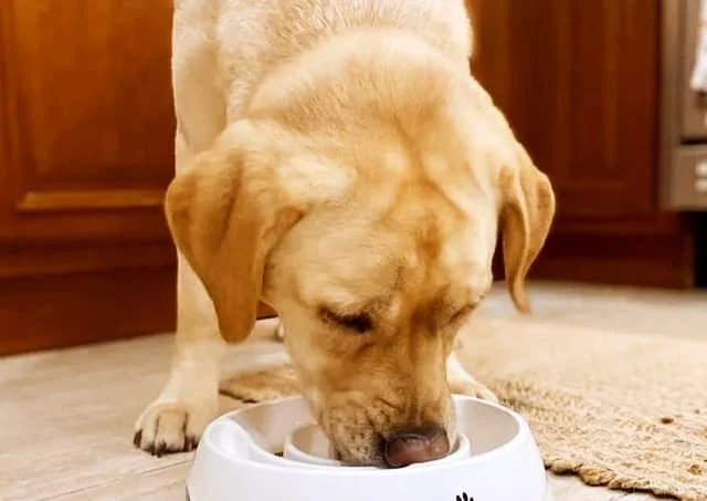 How much food should dogs eat in a day