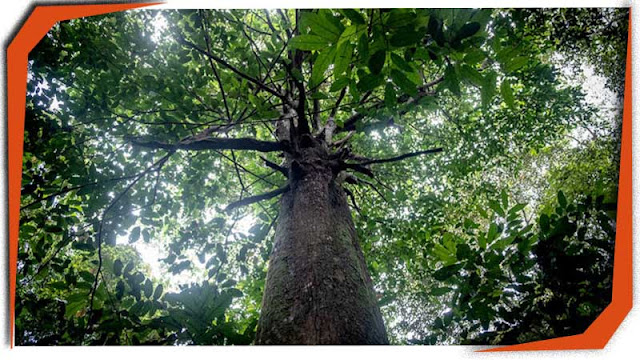 Karakteristik kayu Ulin kalimantan