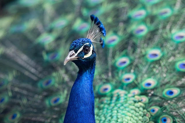 Peacock