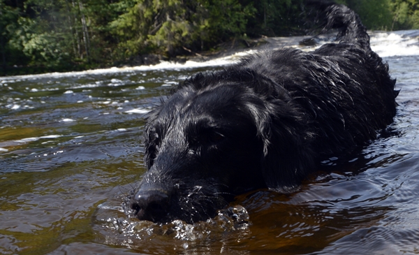 flat coated retriever