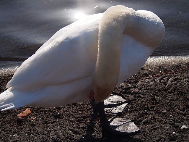 lago trevignano roma cigno bianco piedi neri