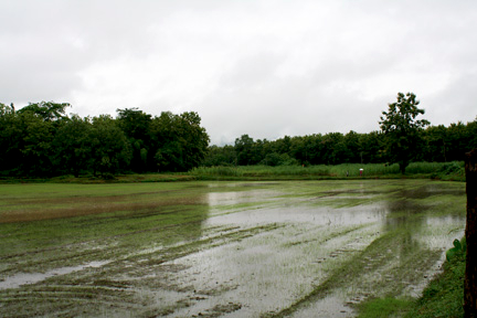 IMG_8661_Rice_paddies_in_rain_4x6x72.X2fMcbnfCMCW.jpg