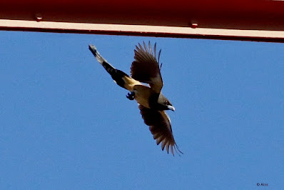 Rufous Treepie