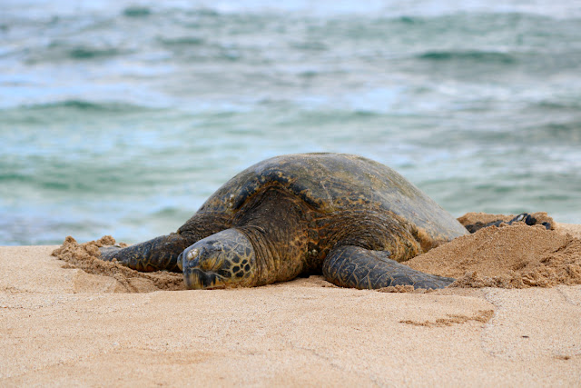 The Best Place to See Turtles on The North Shore, Oahu Hawaii