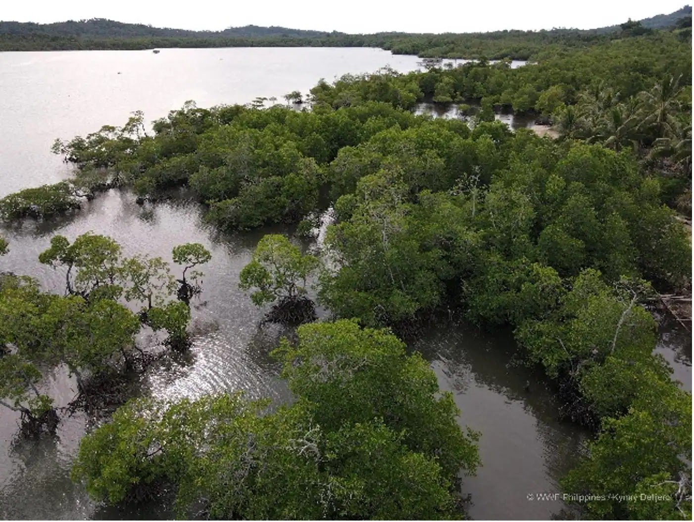 WWF-Epson Mangrove Restoration