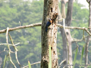 Eastern Bluebird