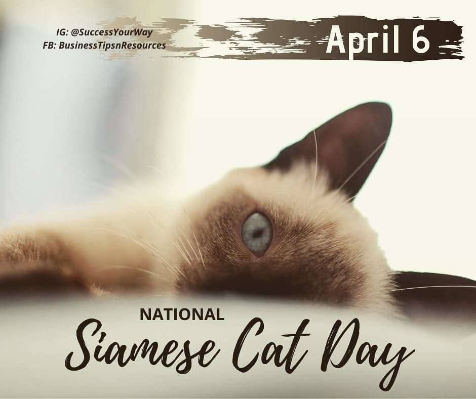 National Siamese Cat Day Wishes Images