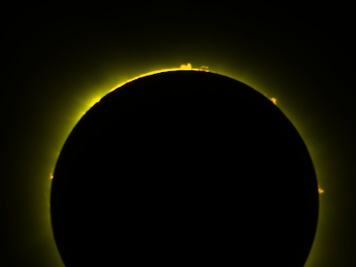 Image of a totally eclipsed Sun showing the inner corona and solar prominences. The view has a yellow cast to it.