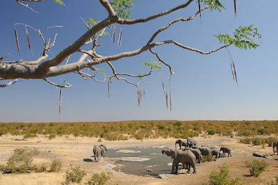 c4 images and safaris, etosha, photo tour