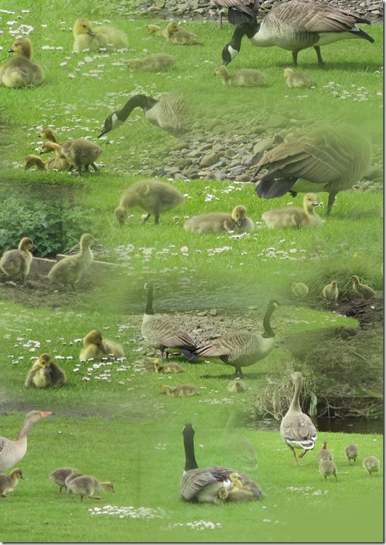 goslings-4
