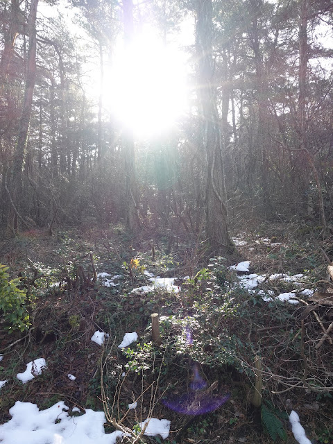 孝霊山　電波塔の山の管理用道路からの眺望