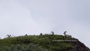 Alaska Denali NAtional PArk Dall Sheep