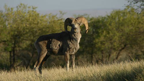 Argali