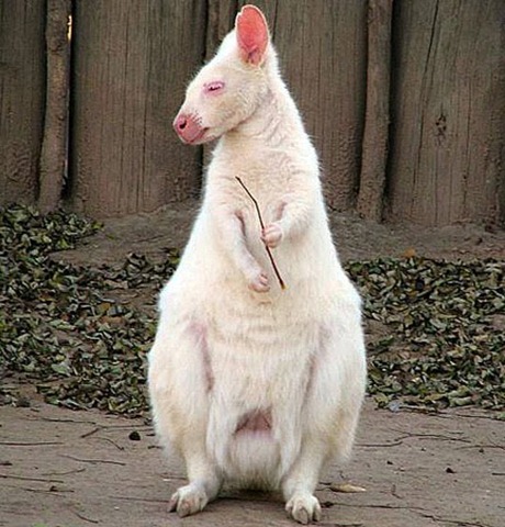 albino_kangaroo_1sfw-35 Amazing Albino Animals of the Wild 5