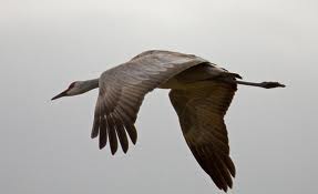 Crane wallpaper,crane images,crane photo,cute crane,beautiful crane,cranes,the crane,the cranes,crane birds,crane,birds,birds picture,about birds,birds images birds photo,birds picture,flying crane,animation crane,crane stand green grass,