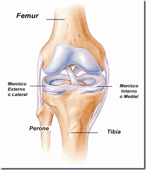 meniscos