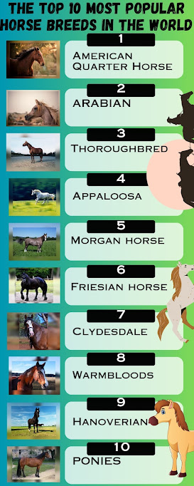 This is an infographic consisting of the most popular horse breeds in the world