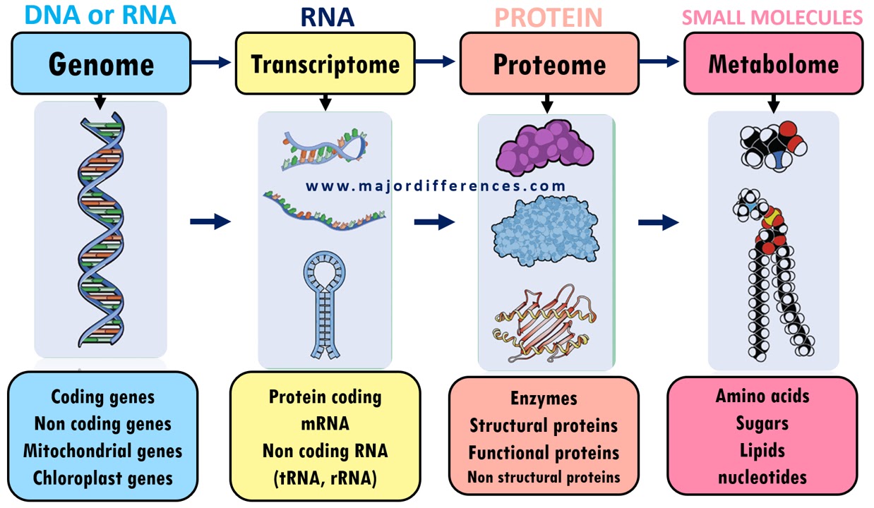 Difference between Genome, Transcriptome, Proteome and Metabolome