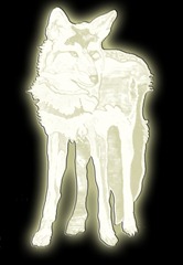 MysticCoyote