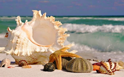 craft from seashell