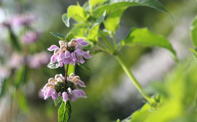 Jerusalem Sage Flowers