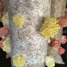 Mushroom Spawn Supplier In Haryana