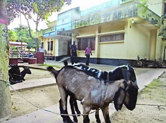 এমপির শখের ফুলগাছ নষ্ট করায় ৫ ছাগল থানায়