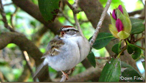 Birds at window_050