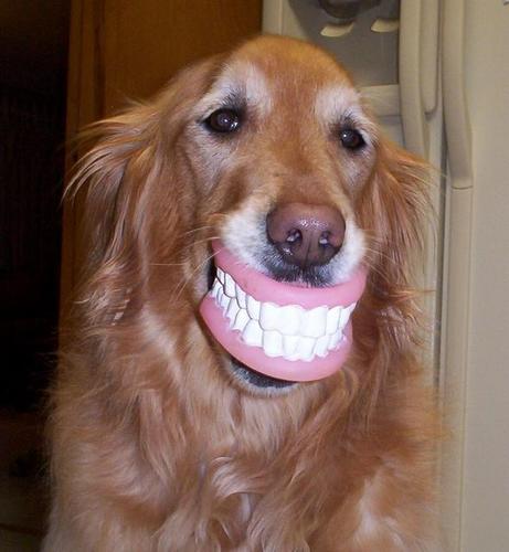 happy birthday funny dog. Funny Teeth