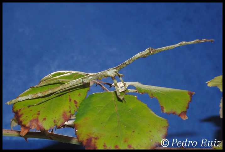 Ninfa hembra L6 de Lonchodes brevipes, 9 cm de longitud