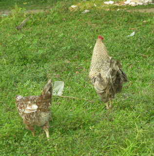 chickens, Honduras