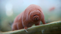 The microscopic "water bear"