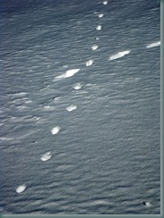 cub_snow