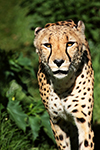 Animais Fotos - Cheetah almost attacks wildlife photographer - Fotografia de animais selvagens