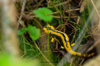 Naturfotografie Feuersalamander Weserbergland Olaf Kerber