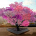 «Μαγικό» δέντρο παράγει 40 διαφορετικά φρούτα!