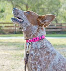 Pinch-free quick-release dog collar